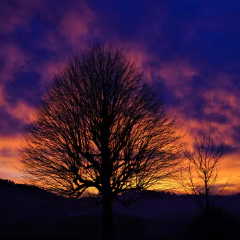  Tree Silhouette in Winter Sunset