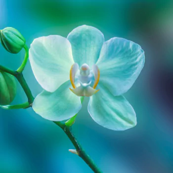 Light Blue Orchid by Rosemarie Crisafi