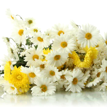  White and Yellow Daisies