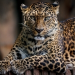 Leopard Pfp