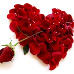 Download Heart-shaped Petal Red Red Rose Heart Artistic PFP