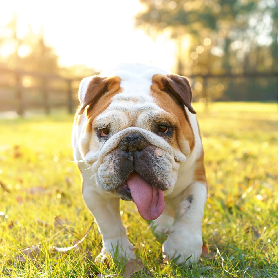 Download Sunny Grass Dog English Bulldog Animal PFP