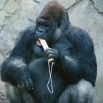 Kibabu at Taronga Zoo, Sydney by lonewolf6738