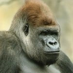 Kibabu, Taronga Zoo Sydney by lonewolf6738