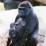 Mother And Baby by lonewolf6738