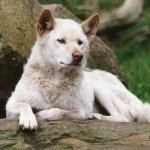 Australian Dingo by lonewolf6738