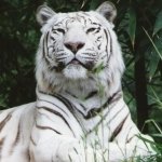 Sumatran Tiger by lonewolf6738