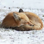 sleeping winter fox Animal PFP