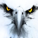 Animal eagle PFP