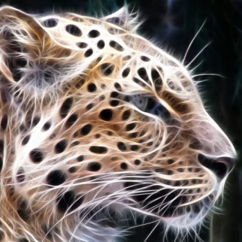 Animal leopard PFP