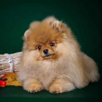  Pomeranian Puppy