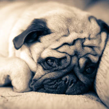 dog Animal pug PFP
