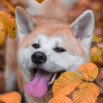 akita dog fall Animal PFP