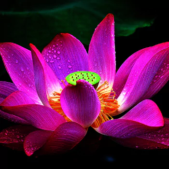 lotus flower petal macro raindrops nature PFP
