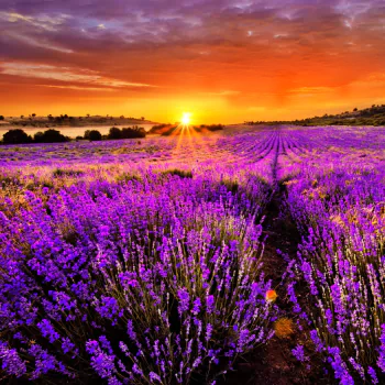  Lavender Field at Sunset