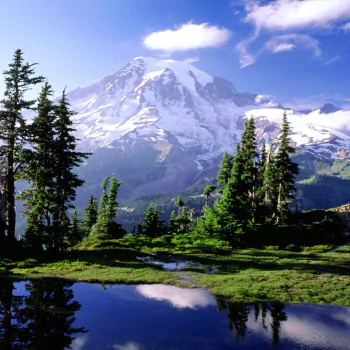 tree mountain reflection lake nature landscape PFP