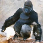  Kibabu at Taronga Zoo, Sydney