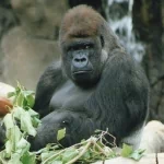  Kibabu at Taronga Zoo, Sydney