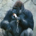  Kibabu at Taronga Zoo, Sydney