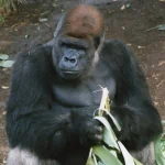  Kibabu at Taronga Zoo, Sydney