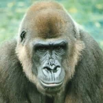  Female Gorilla