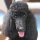 Poodle