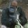 ape