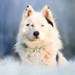 Download Depth Of Field Dog Animal PFP