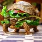 Download Animal Turtle PFP