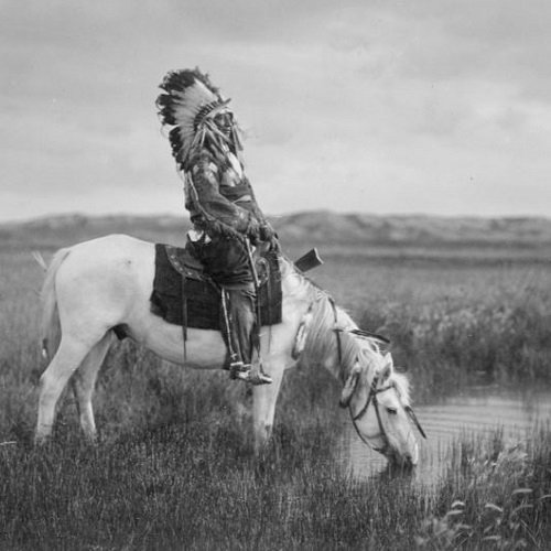 Download Headdress Black & White Horse Native American Photography PFP