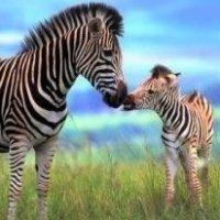 Download Baby Animal Zebra Animal PFP