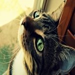 Download Animal Cat PFP
