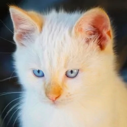 Forum profile avatar: close-up of a white kitten (baby cat) with blue eyes, soft fur and an attentive expression.