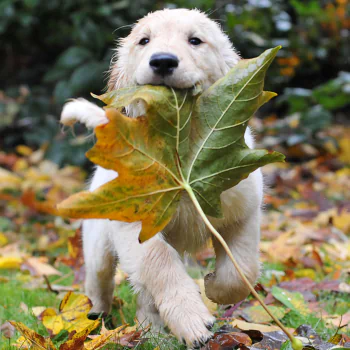Animal golden retriever PFP