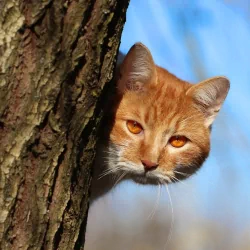 stare depth of field cat Animal PFP