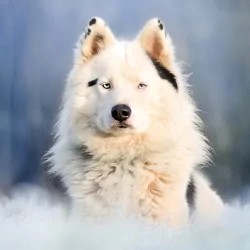 depth of field dog Animal PFP