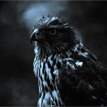  Painted Hawk