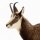 antelope