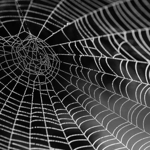 Spider Web Pfp