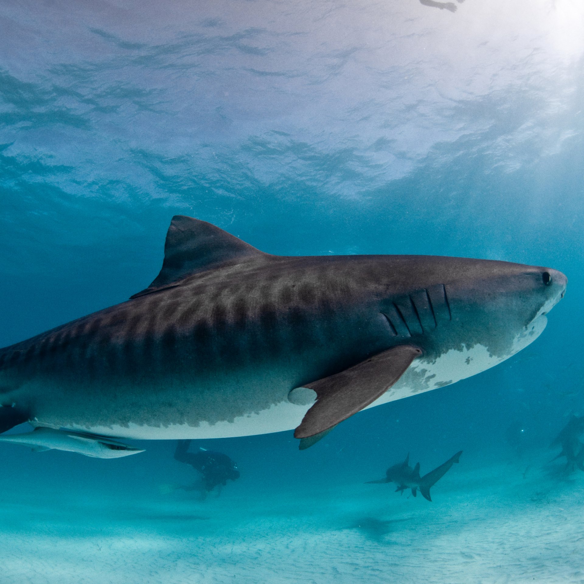 Shark Forum Avatar | Profile Photo - ID: 128279 - Avatar Abyss