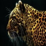 Download Animal Cheetah PFP