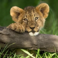 baby animal cub lion Animal PFP