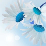  White and Blue Daisies