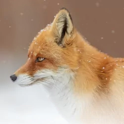 snowfall fox Animal PFP