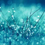 nature grass PFP
