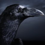 The Crow Pfp