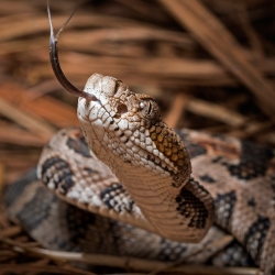 Rattlesnake Pfp