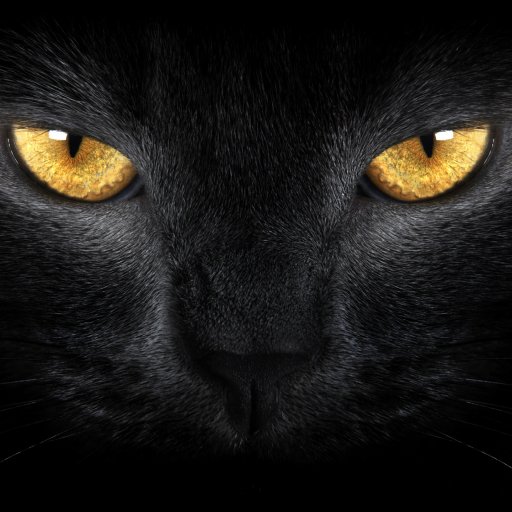 Cat Forum Avatar | Profile Photo - ID: 129397 - Avatar Abyss