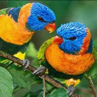 Rainbow Lorikeet PFP