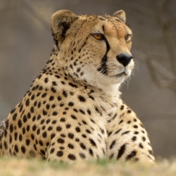 Cheetah Pfp
